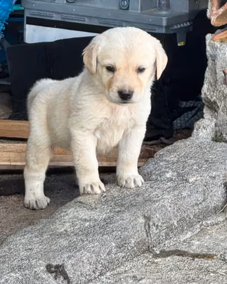 Labrador