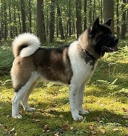 Akita Americano