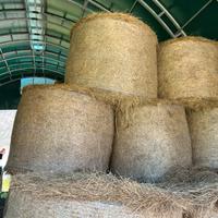 Fieno secco ed insilato