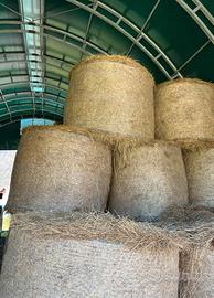 Fieno secco ed insilato