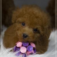 Barboncino toy e mini allevamento proffesionale