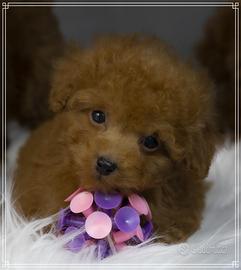 Barboncino toy e mini allevamento proffesionale