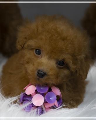 Barboncino toy e mini allevamento proffesionale