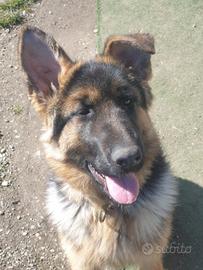 Ultima cucciola di pastore tedesco