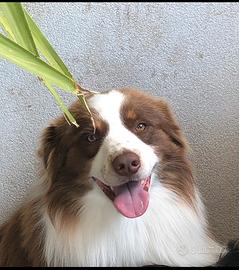Pastore australiano/Australian Shepherd per MONTA