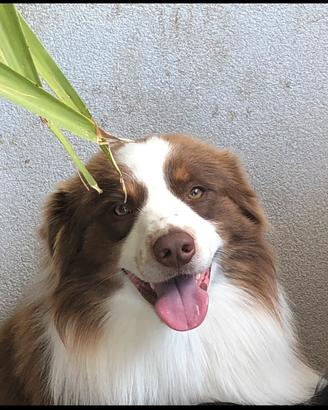 Pastore australiano/Australian Shepherd per MONTA