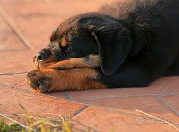 Rottweiler cuccioli 2 mesi