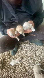 Barboncino maltese maltipoo mini anche rate