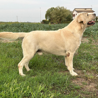 Labrador per monte