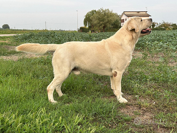 Labrador per monte