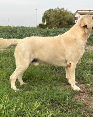 Labrador per monte