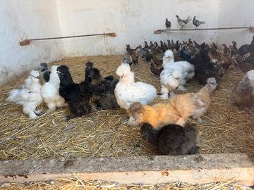 Galline e pavoni