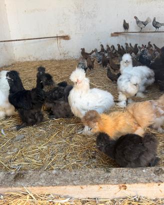 Galline e pavoni