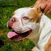 BRUTUS - American Bully Exotic Bulldog