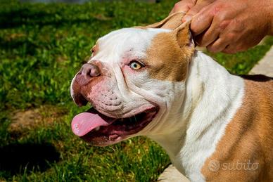 BRUTUS - American Bully Exotic Bulldog