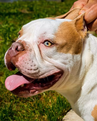BRUTUS - American Bully Exotic Bulldog