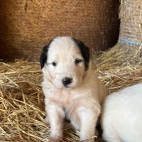 Cuccioli di pastore del Caucaso e maremmano