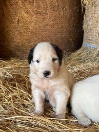 Cuccioli di pastore del Caucaso e maremmano