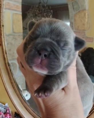 Bulldog francese cucciola