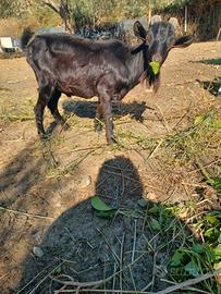 Capra tibetana