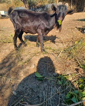 Capra tibetana