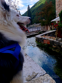 Border collie blu merl