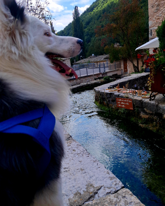 Border collie blu merl