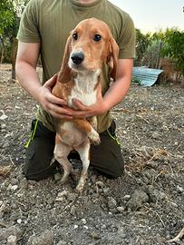 Cuccioli Segugio~Beagle