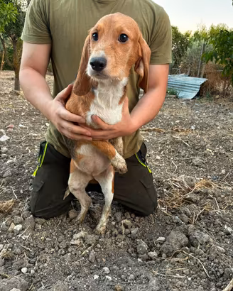 Cuccioli Segugio~Beagle