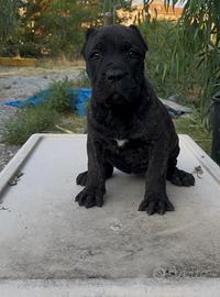 Presa canario