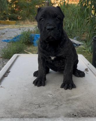 Presa canario