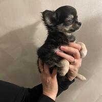 Chihuahua pelo lungo