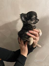 Chihuahua pelo lungo