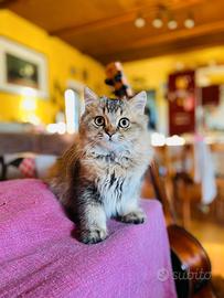 British longhair