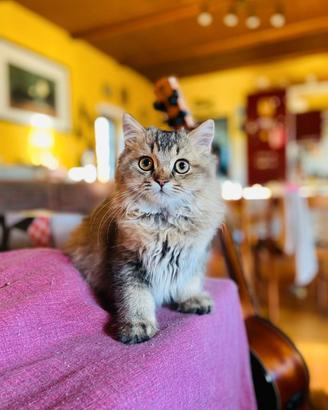 British longhair