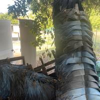 Spazzole autolavaggio