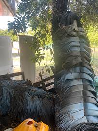 Spazzole autolavaggio