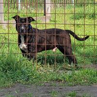 Pitbull maschio pedigree
