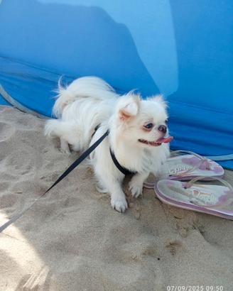 Chihuahua maschio