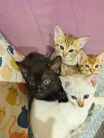 Cuccioli gatto Bengala