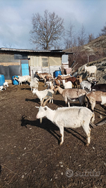 45 capre e 15 capretti