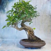 ☀️ Bonsai di Fico – Perfetto per l’Estate!