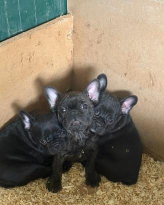 Cucciola di buldogue francese