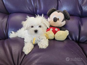Cucciolo maltese maschio