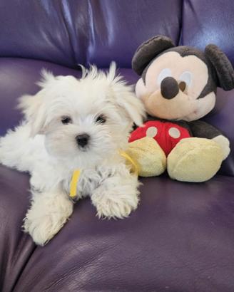 Cucciolo maltese maschio