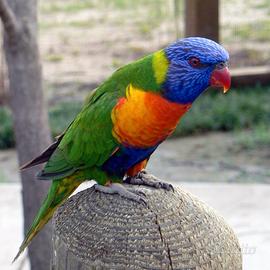 Lori Arcobaleno pulli da imbecco