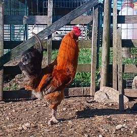 Giovane gallo incrociato con Araucana