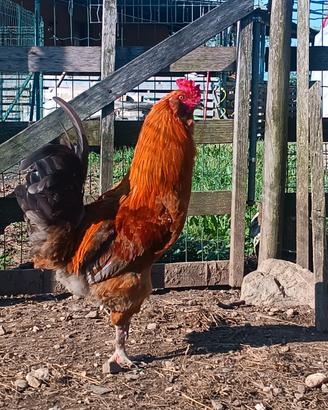 Giovane gallo Araucana