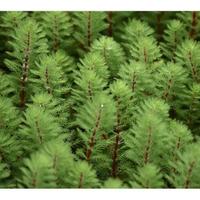 Myriophyllum Brasiliensis - Pianta per Laghetto