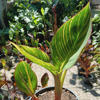piante giardino canna indica, banano, alocasia Mac